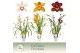 Cymbidium mix 3 tak - Exclusiva Orchidea 