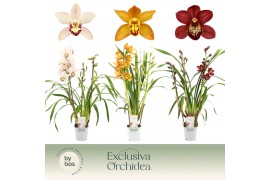 Cymbidium mix 3 tak - Exclusiva Orchidea