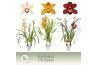 Cymbidium mix 3 tak - Exclusiva Orchidea