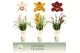 Cymbidium mix 3 tak - Exclusiva Orchidea Potcover 