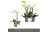Phalaenopsis wit Bijoux Crystal - 3 tak, 24+ bloem
