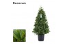 Laurus nobilis Piramide 50 cm diameter