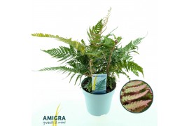 Dryopteris erythrosora