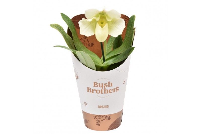 Paphiopedilum wit 1 tak XXL 