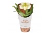 Paphiopedilum wit 1 tak XXL