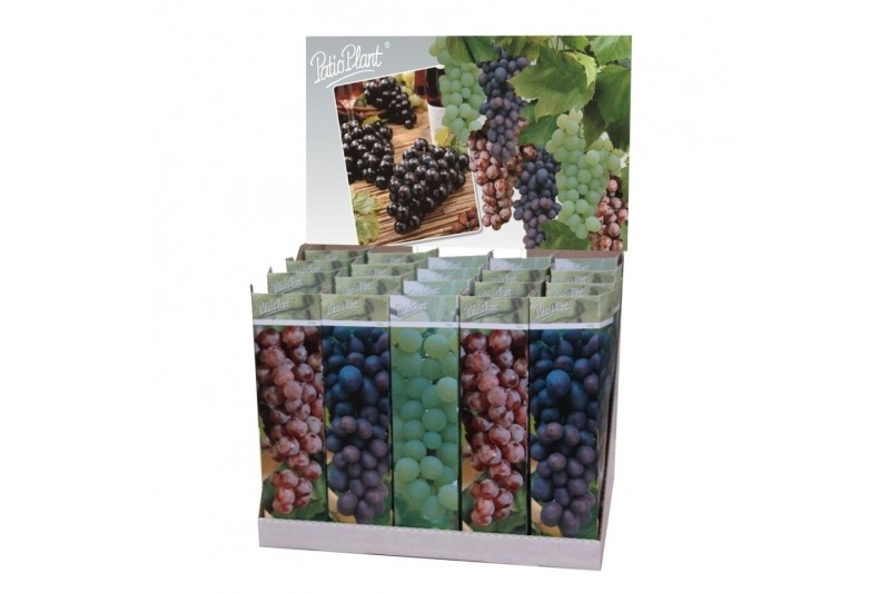 Vitis vinifera 