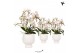 Phalaenopsis multiflora wit Kolibri Orchids - Botanic 4 tak, 50+ - Sca 