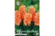 Hyacinthus Hyacinthus orientalis Gipsy Queen x5 15/16 