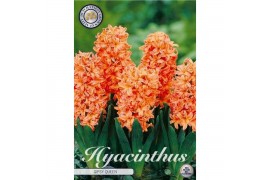 Hyacinthus Hyacinthus orientalis Gipsy Queen x5 15/16