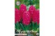 Hyacinthus Hyacinthus orientalis Jan Bos x5 15/16 overig pp 