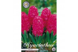Hyacinthus Hyacinthus orientalis Jan Bos x5 15/16 overig pp