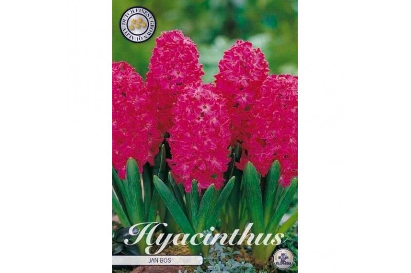 Hyacinthus Hyacinthus orientalis Jan Bos x5 15/16 overig pp 
