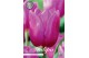 Bollen droog tulipa Tulip Triumph Blue Beauty x10 12/+ 20 pp 
