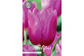 Bollen droog tulipa Tulip Triumph Blue Beauty x10 12/+ 20 pp