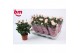 Rosa light pink beau monde licht roze 