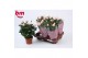 Rosa light pink beau monde licht roze 