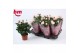 Rosa light pink beau monde licht roze 