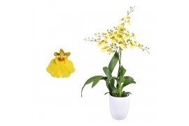 Oncidium münsterland stern 1 tak met wit keramiek
