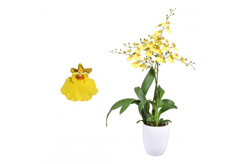 Oncidium münsterland stern 1 tak met wit keramiek 
