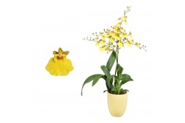 Oncidium münsterland stern 1 tak met geel keramiek