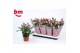 Rosa dark pink beau monde donker roze 