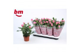Rosa dark pink beau monde donker roze