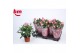Rosa dark pink beau monde donker roze 