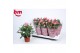 Rosa dark pink beau monde donker roze 