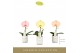 Phalaenopsis mix Singolo - Aquarello Sunlight - 1 bloem - Lazio White 