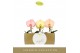 Phalaenopsis mix Singolo - Aquarello Sunlight - 1 bloem - Lazio White 