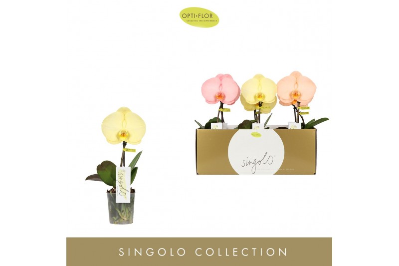 Phalaenopsis mix Singolo - Aquarello Sunlight - 1 bloem 