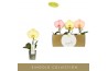 Phalaenopsis mix Singolo - Aquarello Sunlight - 1 bloem