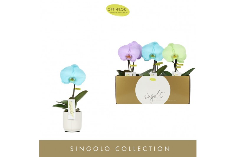 Phalaenopsis mix Singolo - Aquarello Northern Light - 1 bloem - Lazio  