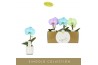 Phalaenopsis mix Singolo - Aquarello Northern Light - 1 bloem - Lazio 