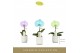 Phalaenopsis mix Singolo - Aquarello Northern Light - 1 bloem - Lazio  