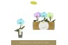Phalaenopsis mix Singolo - Aquarello Northern Light - 1 bloem