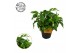 Monstera Piccolo - 3pp 