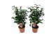 Camellia japonica principessa bacioch 20-25 knoppen 