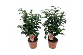 Camellia japonica principessa bacioch 20-25 knoppen