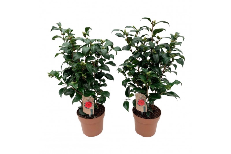 Camellia japonica principessa bacioch 20-25 knoppen 