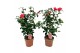 Camellia japonica principessa bacioch 20-25 knoppen 