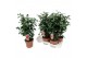 Camellia japonica principessa bacioch 20-25 knoppen 
