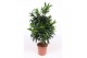 Dracaena reflexa 1 pp 