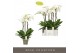Phalaenopsis wit Fortuno Largo - 5 tak, 30+ bloem 