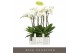 Phalaenopsis wit Fortuno Largo - 5 tak, 30+ bloem 