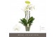 Phalaenopsis wit Fortuno Largo - 5 tak, 30+ bloem 