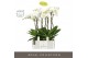 Phalaenopsis wit Fortuno Largo - 5 tak, 30+ bloem - Abruzzo Black Aquo 