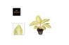Aglaonema arctic lime