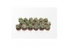 Astrophytum ornatum
