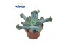 Echeveria libra Culebra